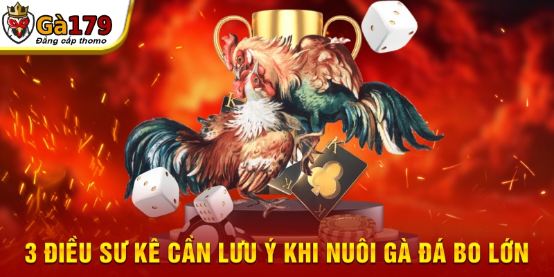 3 điều sư kê cần lưu ý khi nuôi gà đá bo lớn