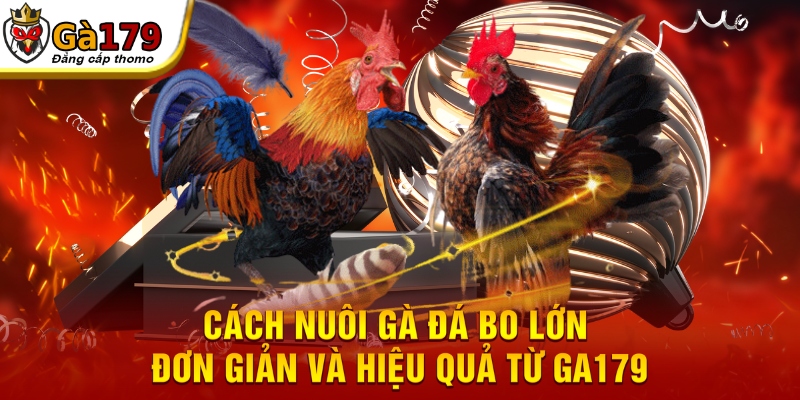 cách nuôi gà đá bo lớn