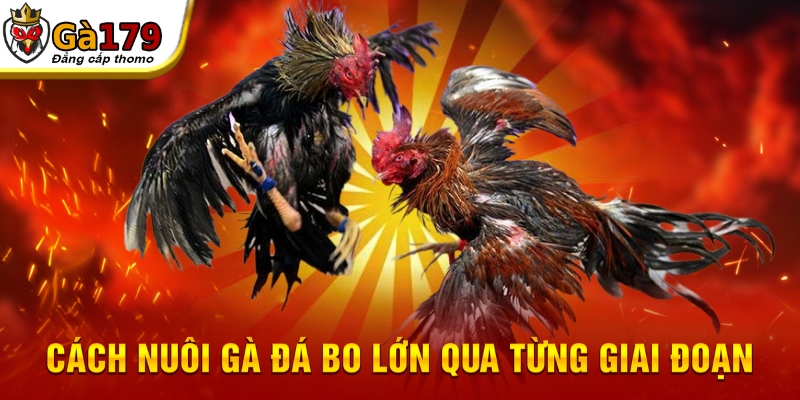 Cách nuôi gà đá bo lớn qua từng giai đoạn
